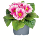 Primel ungefüllt im aktuellen toom Baumarkt Prospekt