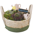 Hauswurz-Arrangement im Angebot bei toom Baumarkt in Erfurt Hauswurz-Arrangement Angebote bei toom Baumarkt Erfurt für 7,99 €
