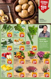 Pflanzen im REWE Prospekt in Hanau Aktueller REWE Prospekt mit Pflanzen, "Dein Markt", Seite 13