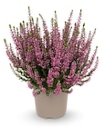 Hagebaumarkt Ettlingen - Knospenheide 'Garden Girls' Angebot im Prospekt Knospenheide 'Garden Girls' bei Hagebaumarkt im Ettlingen Prospekt für 1,99 €