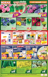 Promos Pomme De Terre dans le catalogue "Votre Discounter Régional" de Norma Pomme De Terre en promo dans le catalogue Norma à la page 4