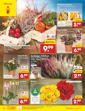 Aktueller Netto Marken-Discount Prospekt mit Blumen, "Aktuelle Angebote", Seite 34