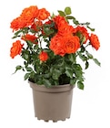 Rosier buisson à 13,99 € dans le catalogue Truffaut