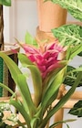 Plante fleurie - Super U à Amiens Plante fleurie en promo chez Super U Amiens à 8,99 €