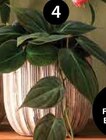 Philodendron Micans Angebote bei Dehner Garten-Center Offenbach für 7,99 €