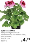 Aktuelle Geranien Angebote bei Dehner Garten-Center in Kiel Aktuelles Edelgeranie Angebot bei Dehner Garten-Center in Kiel ab 4,99 âŹ