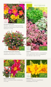 Blumen im aktuellen Pflanzen Kölle Prospekt (Hamburg) Blumen im Pflanzen Kölle Prospekt "FARBEN DES SOMMERS" mit 8 Seiten (Hamburg)