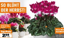 Alpenveilchen „Indiaka®“ (Cyclame Indiaka) bei OBI in Rheine Alpenveilchen „Indiaka®“ (Cyclame Indiaka) im Angebot bei OBI Rheine für 2,99 €
