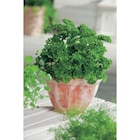 Plante aromatique dans le catalogue Carrefour