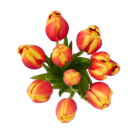 Tulpen im Angebot bei Lidl in Melle Tulpen Angebote bei Lidl Melle für 2,49 €