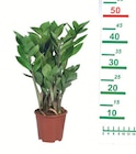 Palmenmix im Angebot bei Lidl in Dormagen Palmenmix Angebote bei Lidl Dormagen für 6,99 €