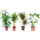 Plante verte dans le catalogue Carrefour