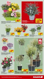 Kübelpflanzen Angebot im aktuellen toom Baumarkt Prospekt auf Seite 7