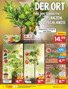 Gartenpflanzen im Netto Marken-Discount Prospekt "Aktuelle Angebote" mit 49 Seiten (Ingolstadt)