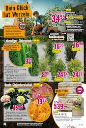 Ähnliche Bittersalz Angebote im Prospekt "Dein Wille verlegt Deine Terrasse." von Hornbach Ähnliches Angebot bei Hornbach in Prospekt "Dein Wille verlegt Deine Terrasse." gefunden auf Seite 17