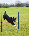 Agility-Set für Hunde von ROMEO im aktuellen ALDI SÜD Prospekt für 9,99 €