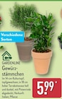 Gewürzstämmchen Angebote von GARDENLINE bei ALDI Nord Potsdam für 5,99 €