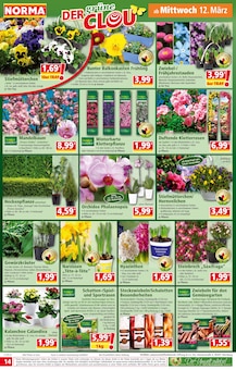 Orchidee Angebot im aktuellen Norma Prospekt auf Seite 14