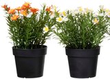 Aktuelles Topfpflanze Sommerblumen Wild Flower Angebot bei Rusta in Essen ab 2,99 €