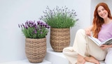 Aktuelles Lavendel Lavandula angustifolia Angebot bei Dehner Garten-Center in Duisburg ab 17,99 €