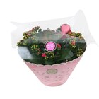 Coupe de kalanchoe à 12,99 € dans le catalogue Carrefour