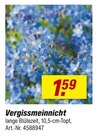 Aktuelles Vergissmeinnicht Angebot bei toom Baumarkt in Osnabrück ab 1,59 €