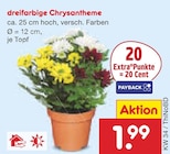 dreifarbige Chrysantheme Angebote bei Netto Marken-Discount Münster für 1,99 €