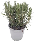 Penny Bückeburg - Italienische Kräuter Angebot im Prospekt Italienische Kräuter bei Penny im Bückeburg Prospekt für 1,99 €