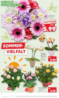 Blumen im aktuellen Kaufland Prospekt (Duisburg) Blumen im Kaufland Prospekt "KNÜLLER" mit 60 Seiten (Duisburg)