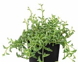 Delfinpflanze im Dehner Garten-Center Prospekt Delfinpflanze von im aktuellen Dehner Garten-Center Prospekt für 10,99 €