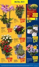 Schal Angebot im aktuellen Lidl Prospekt auf Seite 29