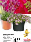 Staude 'Biene Maja' bei BayWa Bau- und Gartenmärkte im Prospekt "" für 4,99 €