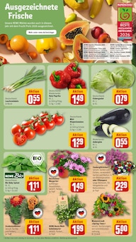 Paprika im REWE Prospekt "Dein Markt" mit 16 Seiten (Magdeburg)