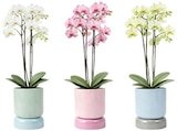 Orchidee im Angebot bei REWE in Kiel Orchidee Angebote bei REWE Kiel für 9,99 €