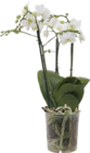 Orchidee Angebote bei Globus-Baumarkt Heidelberg für 9,99 €