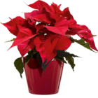 OBI Potsdam - WEIHNACHTSSTERN Angebot im Prospekt WEIHNACHTSSTERN bei OBI im Potsdam Prospekt für 2,79 €