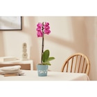 Orchidée - Carrefour à Créteil Orchidée en promo chez Carrefour Créteil à 5,99 €