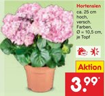 Hortensien im Angebot bei Netto Marken-Discount in Freiberg Hortensien Angebote bei Netto Marken-Discount Freiberg für 3,99 €