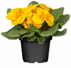 Hagebaumarkt Springe Prospekt mit  im Angebot für 1,29 €