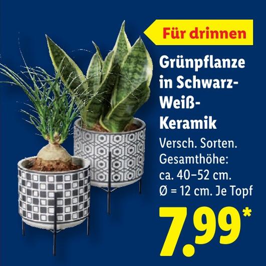 Grünpflanze in Schwarz-Weiß-Keramik