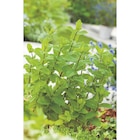 Pot herbes fraîches - CARREFOUR BIO - Carrefour à Levallois-Perret Pot herbes fraîches - CARREFOUR BIO en promo chez Carrefour Levallois-Perret à 1,99 €