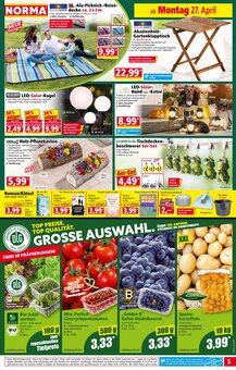 Blumentopf im Norma Prospekt "Mehr fürs Geld" mit 19 Seiten (Karlsruhe)