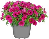 Zauberglöckchen im Angebot bei Penny in Rheda-Wiedenbrück Zauberglöckchen Angebote bei Penny Rheda-Wiedenbrück für 1,99 €