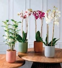 Orchidée 2 Tiges en promo chez Super U Villeurbanne à 11,99 €