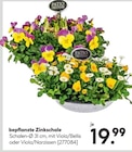 Aktuelles bepflanzte Zinkschale Angebot bei Hellweg in Chemnitz ab 19,99 €