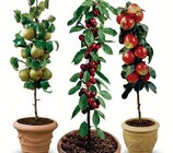 Zwergobst Angebote bei Wreesmann Aurich für 14,99 €