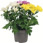 Delbard Aubevoye - Promo Chrysanthème tricolore Promo Chrysanthème tricolore à 2,99 € dans le catalogue Delbard à Aubevoye