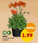 Mohn im Penny-Markt Prospekt Mohn im aktuellen Penny-Markt Prospekt für 1,99 €
