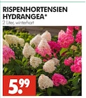 Aktuelles RISPENHORTENSIEN HYDRANGEA Angebot bei Wreesmann in Dresden ab 5,99 €