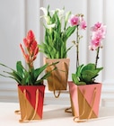 Plante fleurie - Super U à Noisy-le-Grand Plante fleurie en promo chez Super U Noisy-le-Grand à 8,99 €